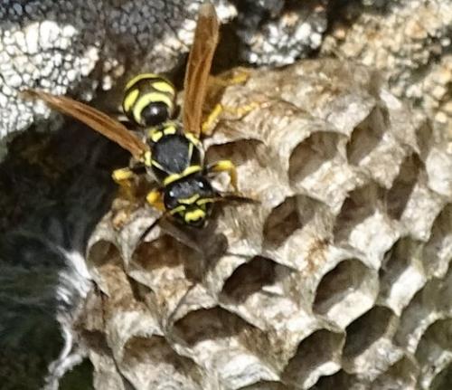 Polistes (gallicus)